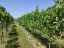 Day Trip to Kakheti Wine Region Including 9 Wine Tastings - Thumbnail 3